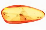 Detailed Fossil Barklouse and Moth Fly In Baltic Amber #381597-1